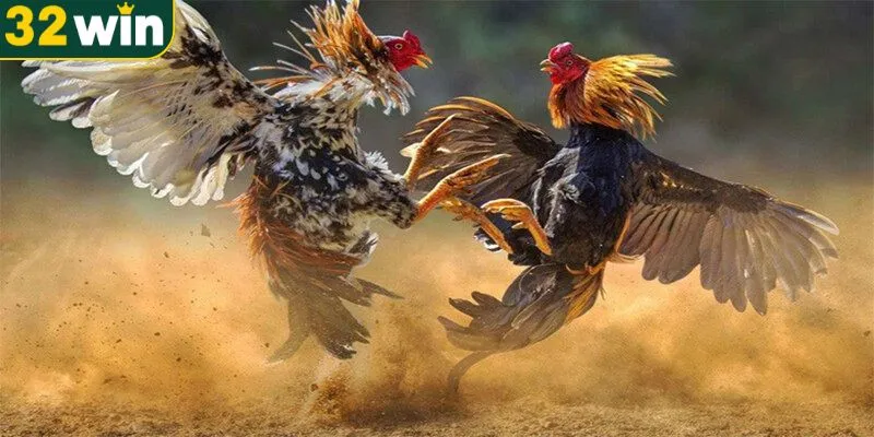 Hướng dẫn các bước tham gia cá cược đá gà 32WIN đơn giản