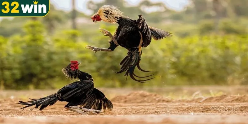 Những ưu điểm nổi trội trong trò chơi cá cược đá gà 32WIN